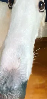 Close-up of a curious, fluffy puppy with a warm-toned background.