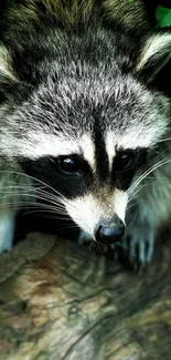 A curious raccoon peeks through lush green leaves.