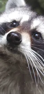 Close-up of a raccoon with a curious expression amidst green foliage.