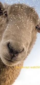 Curious sheep looking directly at the camera against a blue sky.