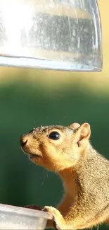 Squirrel reaching for feeder with a curious look.