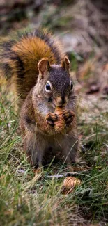 Curious squirrel holding a pine cone in a grassy forest setting.