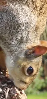 Close-up of a curious squirrel on a tree with a blurred green background.