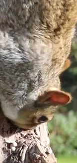 Squirrel clinging to a tree in close-up view