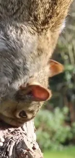 Close-up of a squirrel climbing a tree against a natural background.