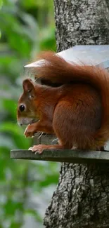 Mobile wallpaper of a curious squirrel on a tree.