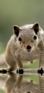 Squirrel reflecting in calm water with blurred natural background.