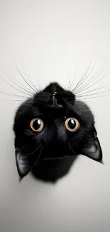 Upside-down black cat with big yellow eyes.