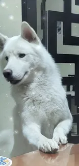 Adorable white dog curiously standing indoors, bright and playful.