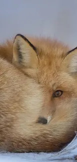 Curled fox resting in a snowy winter landscape.