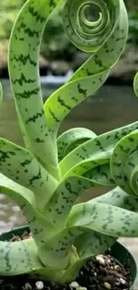 Curly succulent with a water background