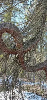 Twisted tree in a serene forest setting, unique and captivating.