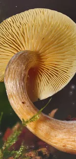 Close-up of a curved mushroom with a textured cap in earthy tones.