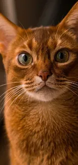 Close-up of a beautiful Abyssinian cat with orange-brown fur.