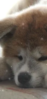 Cute sleeping Akita puppy on soft cushion.