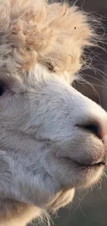 Close-up of a fluffy alpaca face.