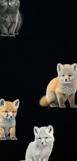 Cute cat and foxes on dark wallpaper art.