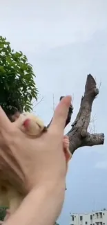 Cute animal held in hand with sky background.