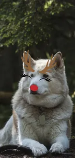 Husky with cartoon antlers and red nose in the forest.