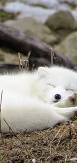 Adorable white arctic fox sleeping on a grassy terrain.