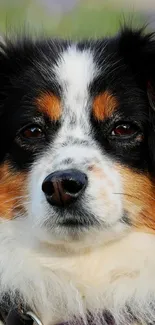 Adorable Australian Shepherd portrait wallpaper.