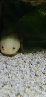 Adorable axolotl nestled on a sandy base with greenery in the background.