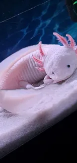 Axolotl resting on sand under water in a calm setting.