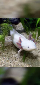 Charming axolotl in aquarium with green plants background.