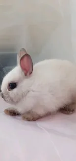 Adorable white baby bunny rabbit on soft background.