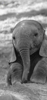 Adorable baby elephant on a rock in grayscale.