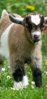 Adorable baby goat standing in a green meadow with yellow and white flowers.