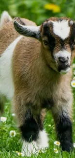 Cute baby goat standing in a green meadow with flowers.