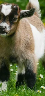 Cute baby goat standing on green grass with flowers.