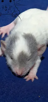 Adorable baby rat on blue background, perfect for mobile wallpaper.