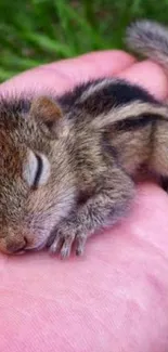 Adorable baby squirrel peacefully sleeping in a human hand.