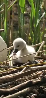 Adorable baby swan nestled in a nest surrounded by green reeds.