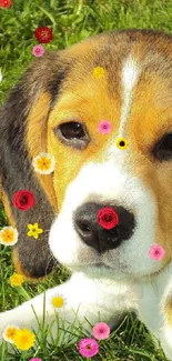 Cute beagle puppy lying on vibrant green grass.