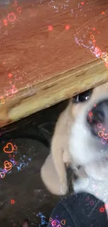 Adorable beagle puppy peeking from under a wooden table with cute expression.