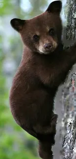 Adorable bear cub climbing a tree with green forest background.