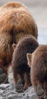 Bear family walking on a rocky path.