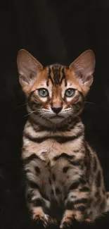 Bengal cat with striking patterns on a dark background for mobile wallpaper.