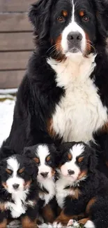 Bernese Mountain Dogs family in snowy winter setting.