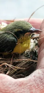 Bird nestled in hands, peaceful and serene.