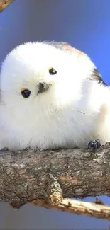 Adorable fluffy bird perched on a branch, set against a blue background.