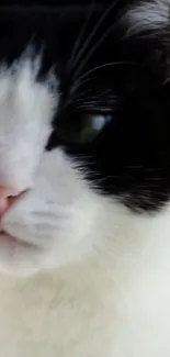 Close-up of a cute black and white cat's face, ideal for mobile wallpaper.