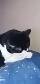 Black and white cat resting on a blue blanket, showing a peaceful vibe.