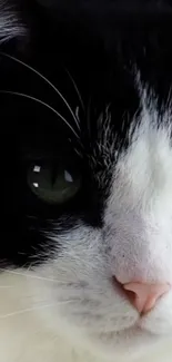 Close-up of a black and white cat's face with green eyes.