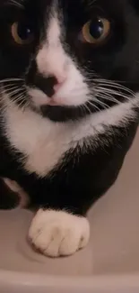 Adorable black and white cat with white paws in a bowl.