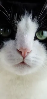 Close-up of a black and white cat with green eyes.