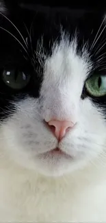 Close-up of a cute black and white cat with green eyes.